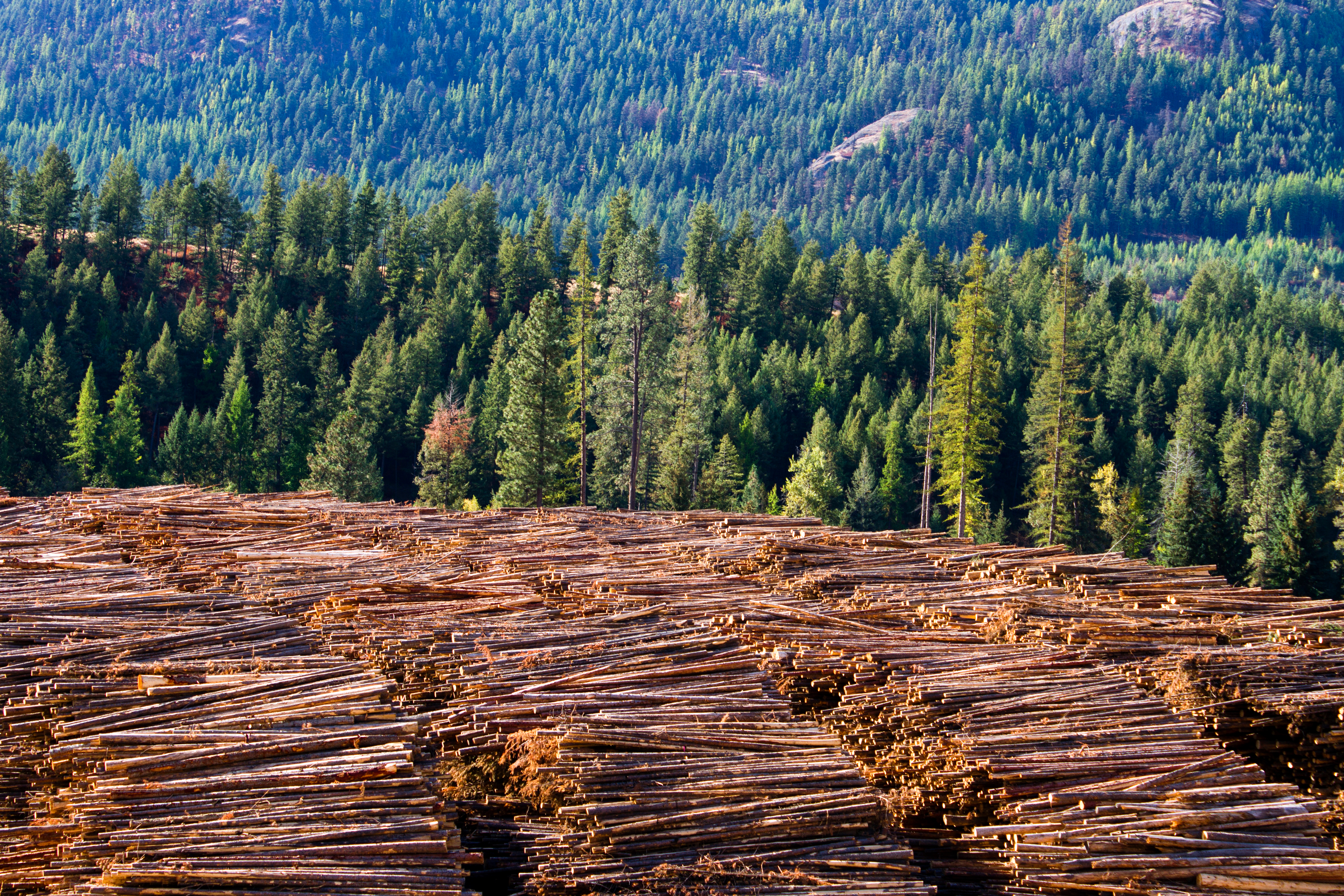 Canadian lumber